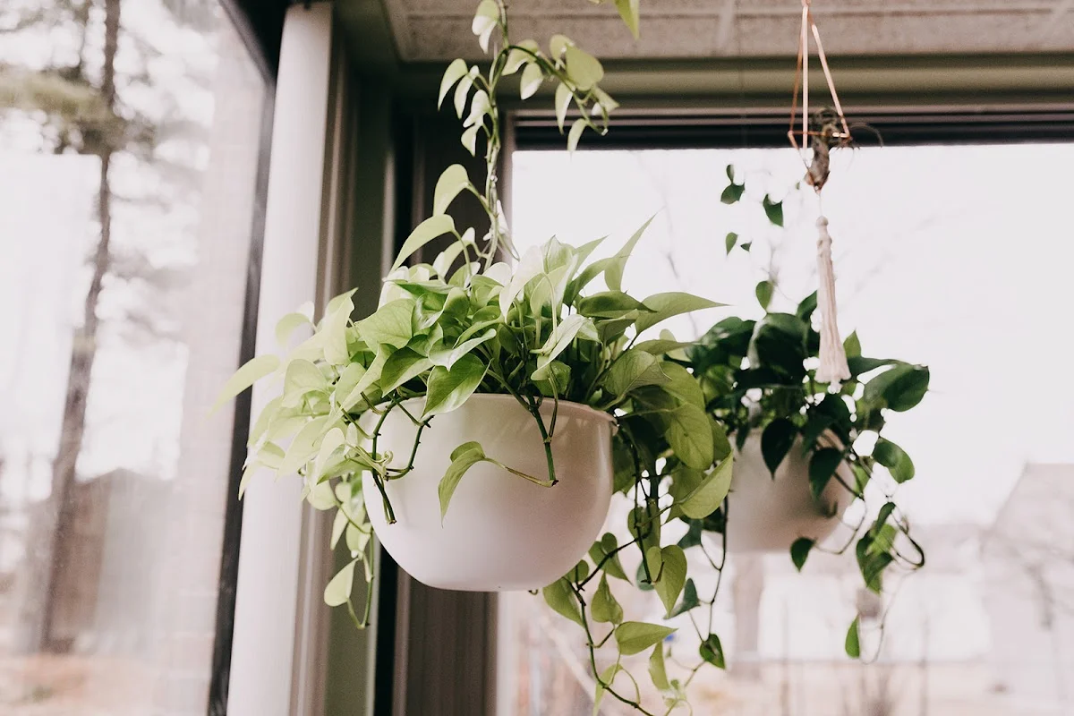 Rosemont Wellness Center - Photo 2